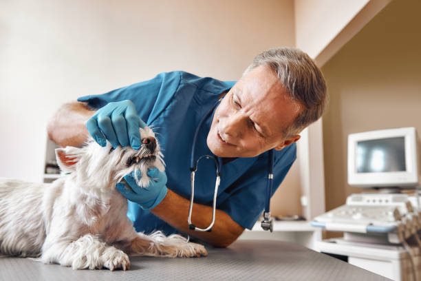  Beach Haven, NJ Emergency Dentist Pros